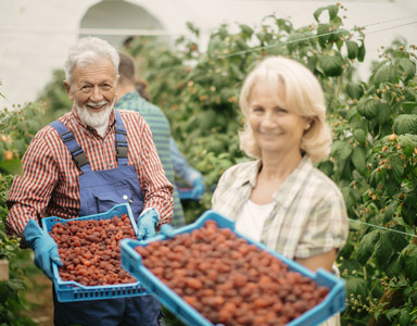 Agriculture has taken a hard hit from labor shortages and unpredictable extreme weather. To boost productivity and ensure quality, it&rsquo;s time to promote the Internet of Things (IoT) and Artificia...